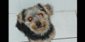 http://www.informatiquegifs.com/annimau/chien1.gif